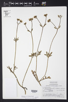 Valeriana officinalis subsp. collina image