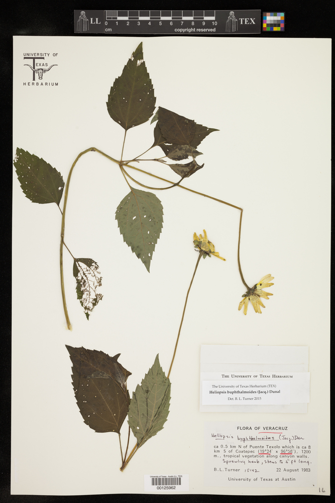 Heliopsis oppositifolia image