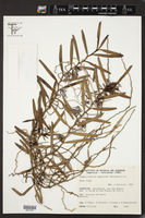 Campylocentrum neglectum image