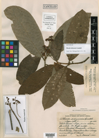 Nectandra belizensis image