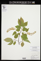 Prunus serotina var. eximia image
