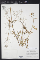 Valeriana sorbifolia image