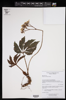 Image of Begonia caroliniifolia