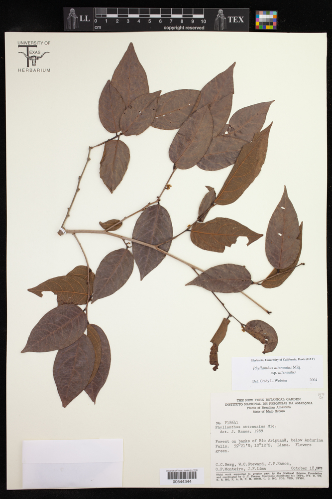 Phyllanthus attenuatus subsp. attenuatus image
