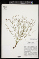 Euphorbia wrightii image