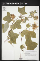 Passiflora garckei image