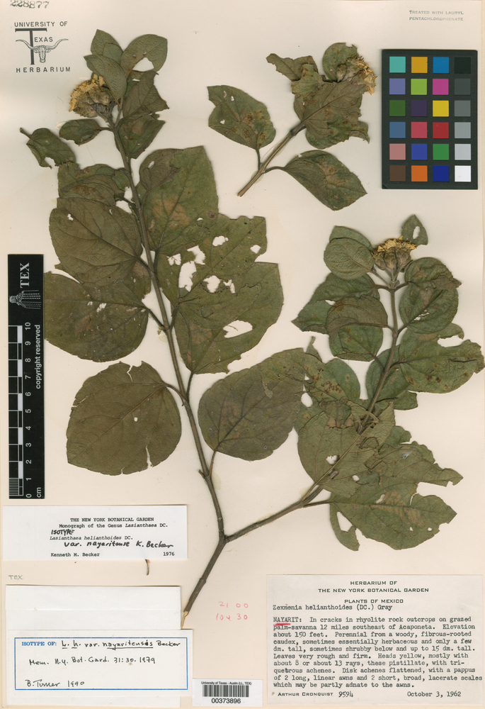Lasianthaea helianthoides var. nayaritensis image
