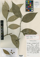 Schoepfia macrophylla image