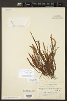 Terpsichore spathulata image