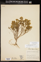 Pectis angustifolia var. fastigiata image
