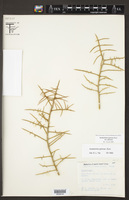 Koeberlinia spinosa var. spinosa image
