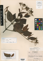 Viburnum molinae image