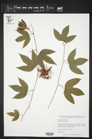 Passiflora cyanea image