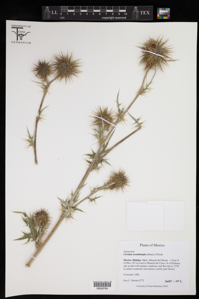 Cirsium acantholepis image