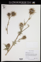 Image of Cirsium acantholepis