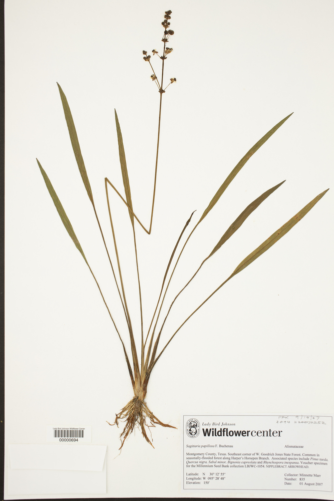 Phyllanthus barbarae image