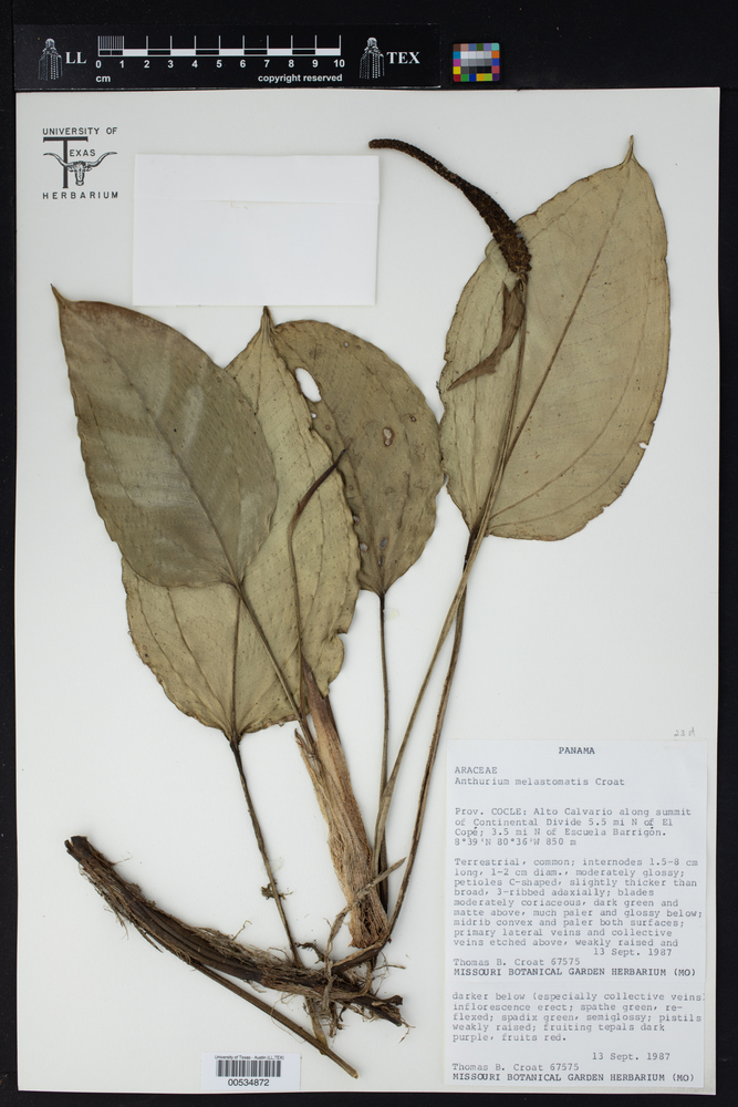 Anthurium melastomatis image