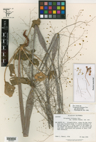 Eriogonum trichopes var. hooveri image
