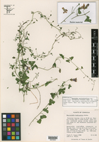 Maurandya antirrhiniflora subsp. hederifolia image