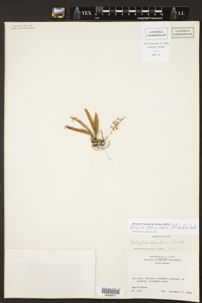 Notylia orbicularis image