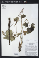 Valeriana cucurbitifolia image