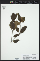 Image of Chloranthus elatior