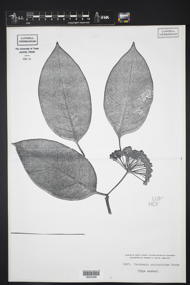 Marsdenia asclepioidea image