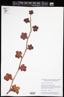 Image of Pelargonium tetragonum