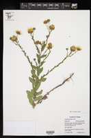 Grindelia grandiflora image