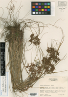 Cyperus breedlovei image