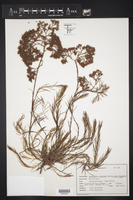 Paronychia virginica var. scoparia image