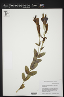 Eustoma exaltatum subsp. russellianum image