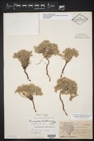 Paronychia wilkinsonii image