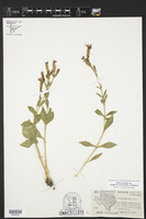 Silene laciniata subsp. greggii image