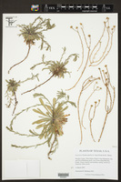 Image of Leucosyris blepharophylla