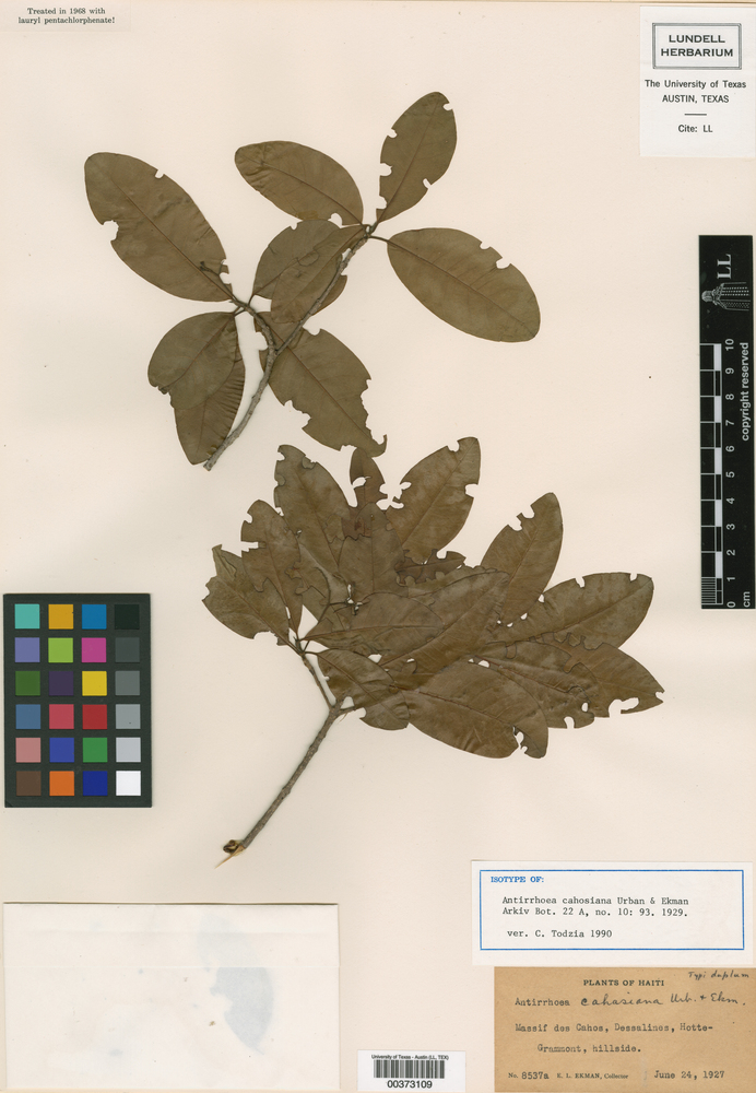 Stenostomum cahosianum image
