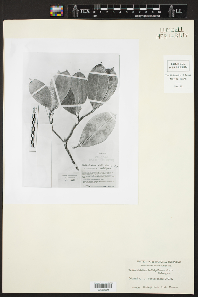 Tetrorchidium bulbipilosum image