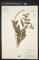 Vernonia argyropappa image