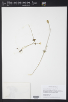 Anemone edwardsiana var. petraea image