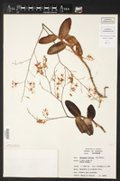 Epidendrum diffusum image