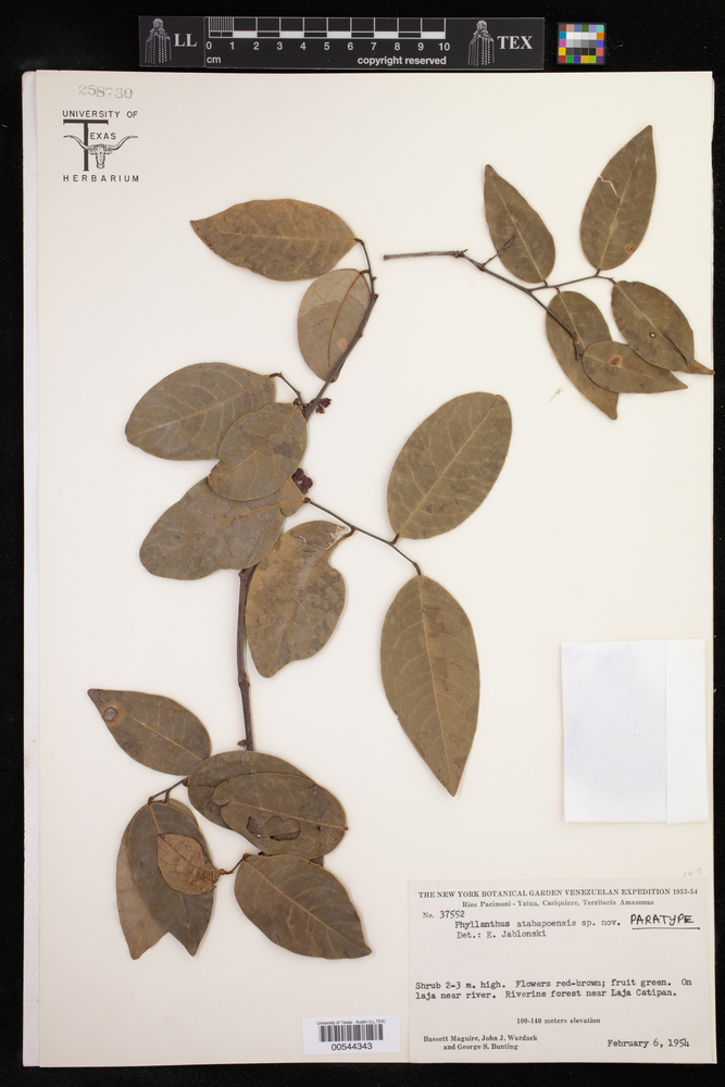 Phyllanthus atabapoensis image