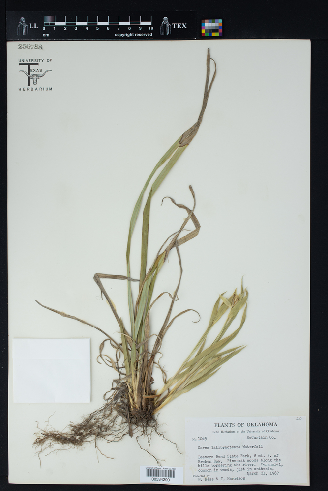 Carex catamarcensis image