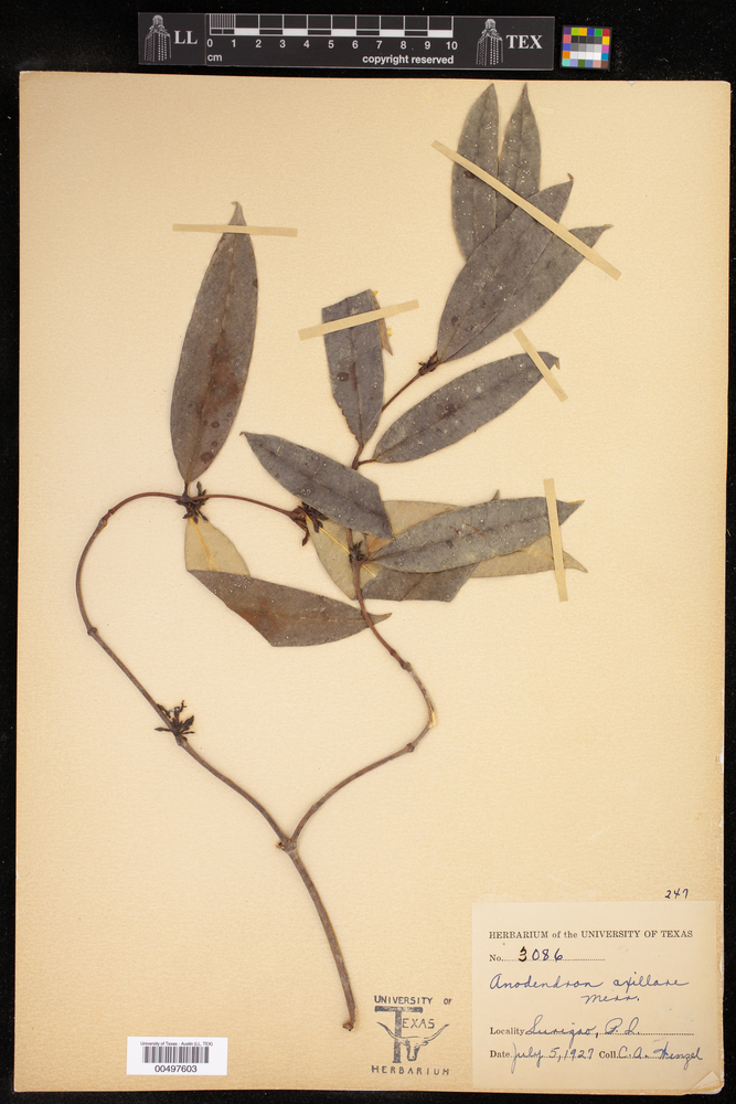 Anodendron image