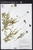Gaillardia coahuilensis image
