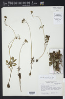 Valeriana deltoidea image