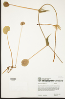 Hymenandra crosbyi image