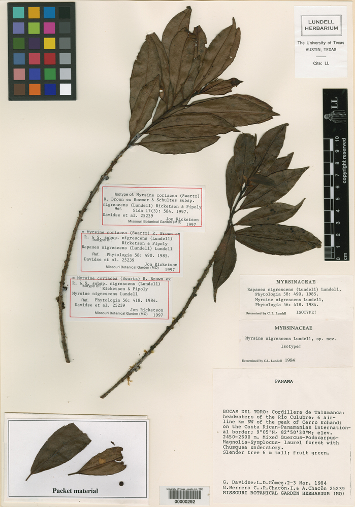 Myrsine coriacea subsp. nigrescens image