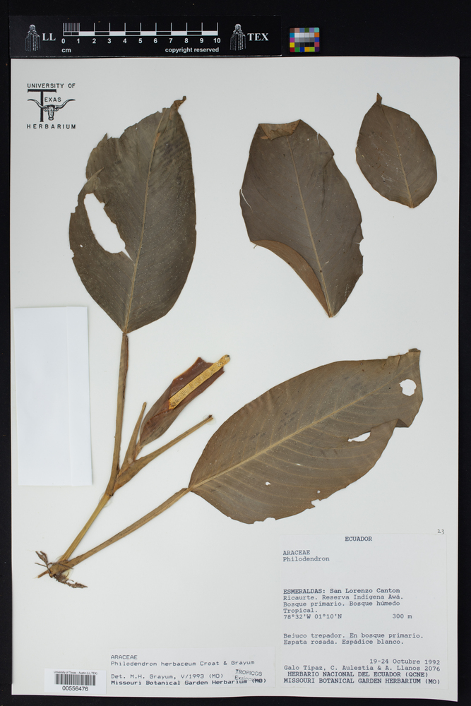 Philodendron herbaceum image