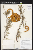 Prosopis caldenia image