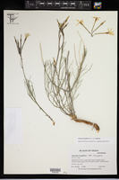 Amsonia longiflora var. longiflora image